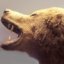 danyo1332's avatar - animal bear.jpg